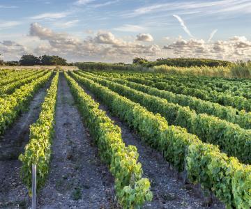 De la vigne au verre sur l'île d'Oléron