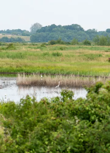 De moerassen van Marennes-Oléron