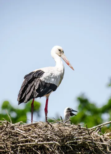 Storch @adelinegressin