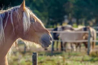 Centre équestre Les Embruns d'Oléron_Le Château-d'Oléron