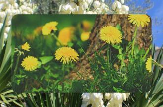 Exposition Les plantes alimentaires