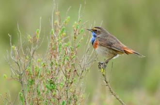 Reserve-Moeze-Oleron-LPO-Le-printemps-des-gorgebleues