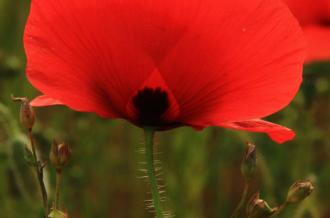 Coquelicot