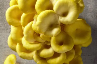Champignonnière : Champitadelle