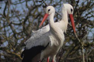 Cigogne Blanche MAO