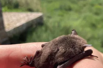 Nuit de la Chauve-souris au Moulin des Loges
