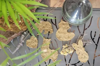 Atelier carte à graines Terre d'éveils