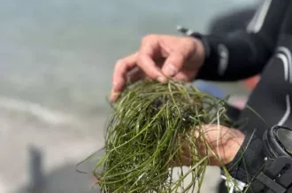 Découverte des herbiers marins - La zostère naine