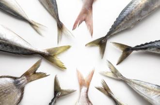 Concours de pêche grande canne