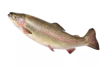 Concours de pêche à la truite