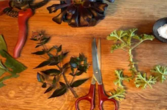 bouturage