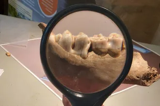 A la loupe !_Saint-Sornin