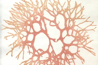 Exposition de Mokuhanga Sophie Petitpré_Saint-Trojan-les-Bains