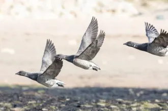 Points d'observation des oiseaux - Semaine de la Migration avec la LPO_Saint-Denis-d'Oléron