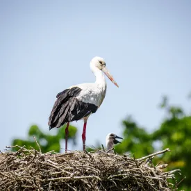 Storch @adelinegressin