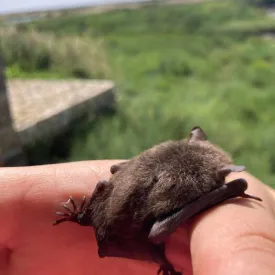 Nuit de la Chauve-souris au Moulin des Loges