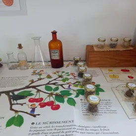 Botanic game_Le Château-d'Oléron