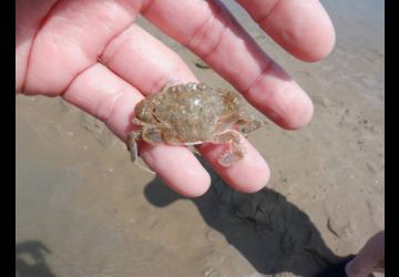 Crabe