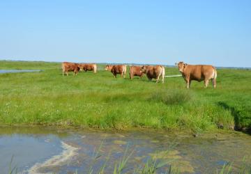 Marais de Brouage