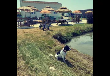 La cabane de Batifou - Courdavault Alain & Fils_Dolus-d'Oléron