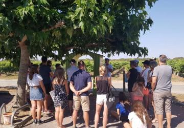 Vignoble Vincent