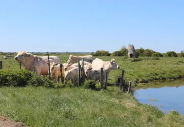 Les Saloches - St Martin du Gua_Le Gua