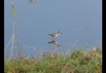 Reserve-Moeze-Oleron-LPO-Chevalier gambette