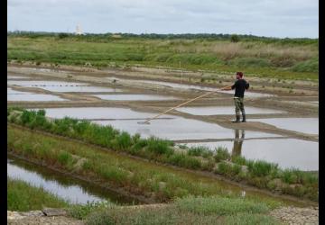 Franco Fiesta - Sortie de sel_Marennes-Hiers-Brouage