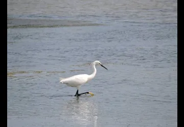Atelier 4-6 ans "Les saisons du marais" au Port des Salines_Le Grand-Village-Plage
