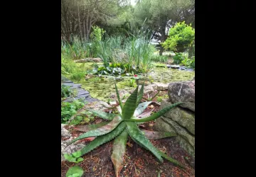 Les jardins de l'âme cham