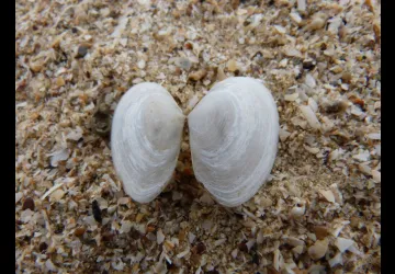 Printemps des réserves naturelles, rendez-vous à Moëze-Oléron_Saint-Froult