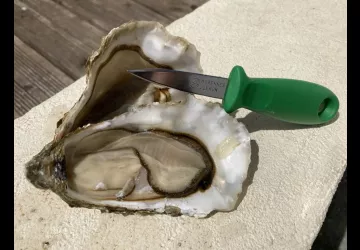 Huîtres Gilles Massé_Dolus-d'Oléron