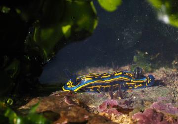 Découverte des nudibranches des pertuis