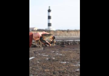 Découverte de la Biodiversité de l'estran rocheux