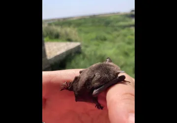 Découverte sensorielle du marais au Moulin des Loges_Saint-Just-Luzac
