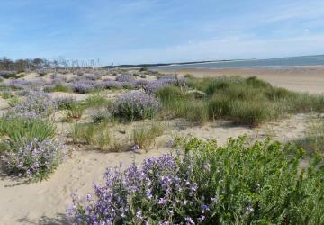 De la dune à la forêt"  Balade avec Les Sorties de la Renarde  ­_Le Grand-Village-Plage