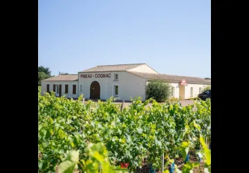 Visite du vignoble Maxime Pinard_La Brée-les-Bains