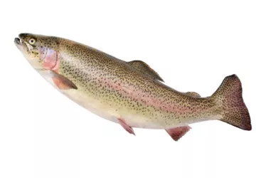 Concours de pêche à la truite