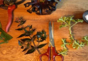 bouturage