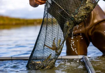 Les Perles du Marais - Tom Vergnaud_Marennes-Hiers-Brouage