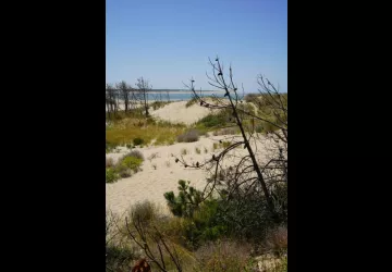 Chasse aux trésors ONF - Les secrets des palissades - Saint-trojan-les-Bains_Saint-Trojan-les-Bains