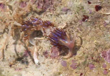 Découverte des nudibranches des pertuis !