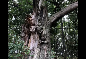 Les arbres morts, un monde bien vivant