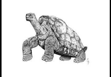 Exposition de peintures et illustrations Caroline Gaillard et Candice Gendron_Saint-Trojan-les-Bains