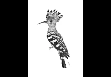 Exposition de peintures et illustrations Caroline Gaillard et Candice Gendron_Saint-Trojan-les-Bains