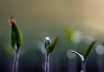 Visite et atelier aux jardins de l'APO_Saint-Trojan-les-Bains