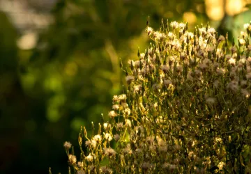 Visite et atelier aux jardins de l'APO_Saint-Trojan-les-Bains