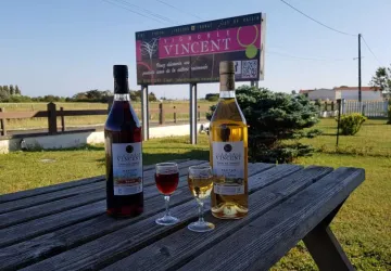 Visite du vignoble Vincent_Saint-Pierre-d'Oléron