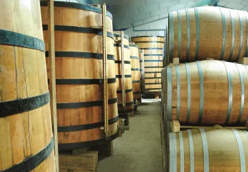 Vignoble Maxime PINARD_La Brée-les-Bains