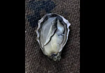 Maison Montil - Dégustation « Chez Léone »_Dolus-d'Oléron